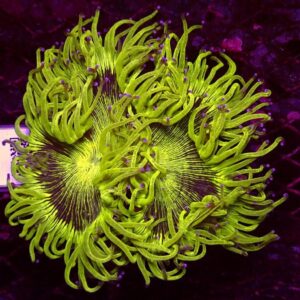 Elegant Catalaphyllia Jardinei