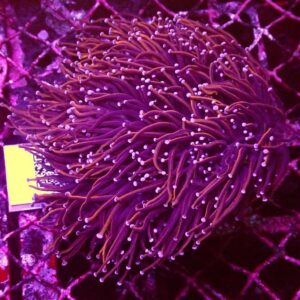 Torch Coral Orange Tip