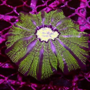 Green Cynarina Coral