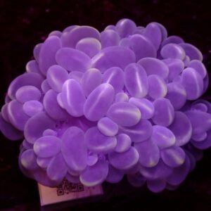 Bubble Coral
