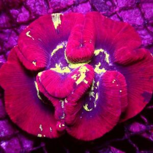 Red Trachyphyllia Brain Coral