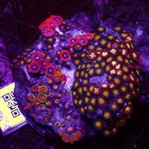 Multicolor Zoanthus