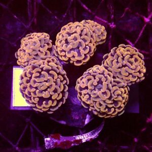 Euphyllia Paraancora