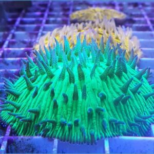 Fungia Green Coral
