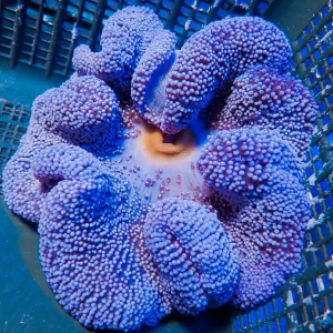 Blue Carpet Anemone