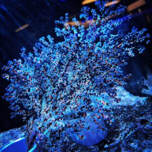 Blueberry Sea Fan