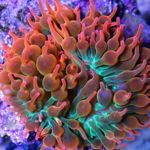 Bubble Tip Rose Anemone/Australian