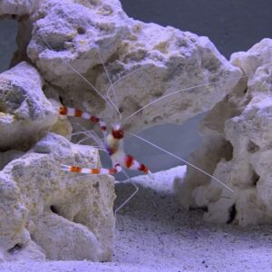 Coral Banded Shrimp
