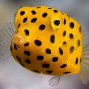 Cubicus Boxfish