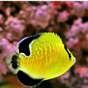 Goldflake Angelfish, Juvenile