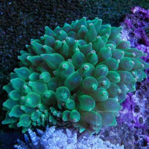 Green Bubble Tip Anemone