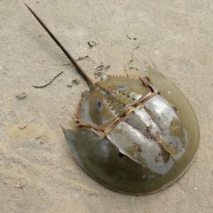 Horseshoe Crab