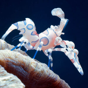 Harlequin Shrimp