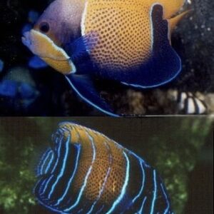 Blue Girdled Angelfish