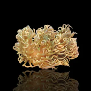 Long Tentacle Anemone