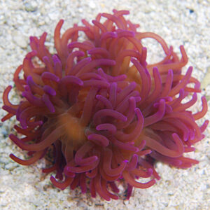 Purple Long Tentacle Anemone