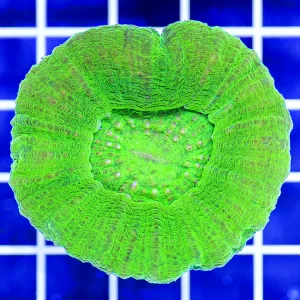 Neon Green Scolymia Australian Coral
