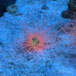 Orange Tube Anemone