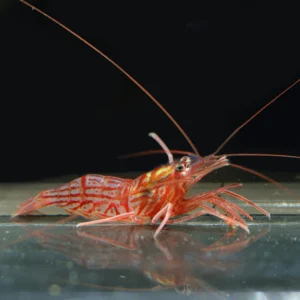 Peppermint Shrimp
