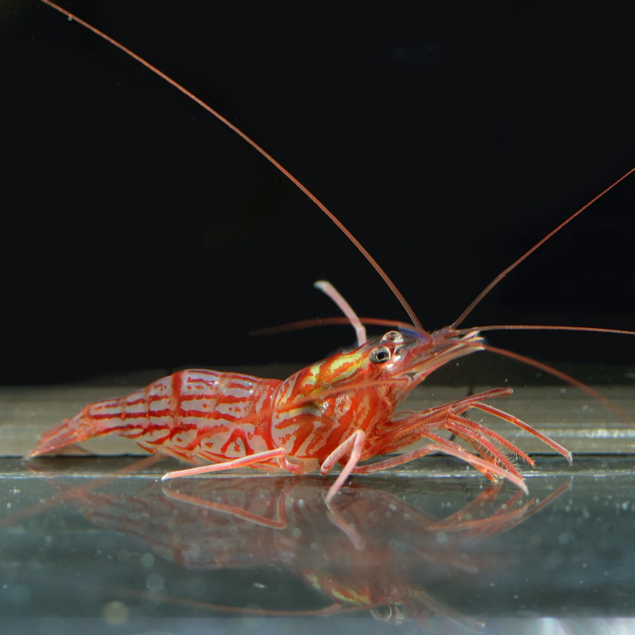 Peppermint Shrimp