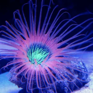 Pink Tube Anemone