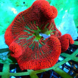 Red Carpet Anemone Ultra Red