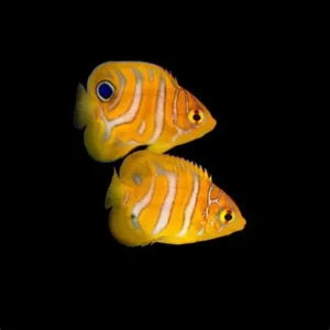 Regal Angelfish, Fancy Juvenile EXPERT ONLY