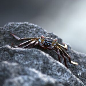 Sally Lightfoot Crab