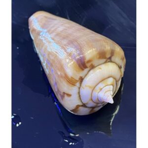 Conch