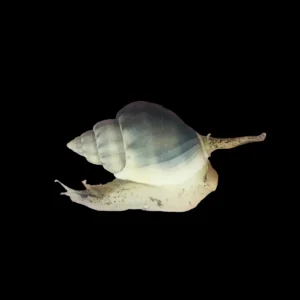 Tongan Nassarius Snail