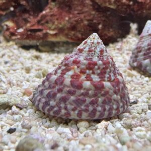 Trochus Snail