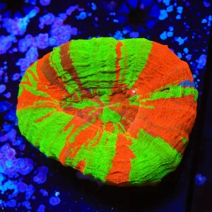 Ultra Toxic Apple Scolymia Australian Coral