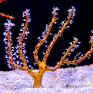 Yellow Finger Gorgonian