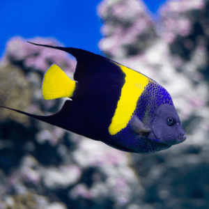 Asfur Angelfish