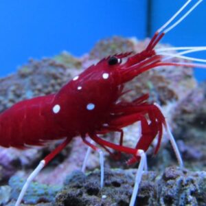Blood Shrimp