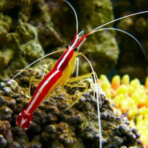 Cleaner Shrimp