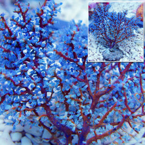 Blueberry Sea Fan