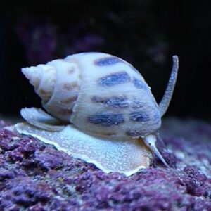 Nassarius Snail