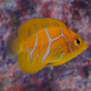 Regal Angelfish, Fancy Juvenile EXPERT ONLY