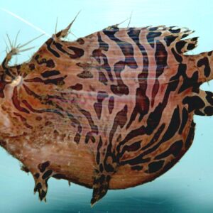 Striated Tiger Colored Angler