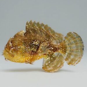 Sargassum Fish