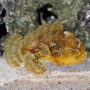 Sargassum Fish
