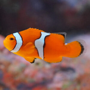 Captive-Bred True Percula Clownfish