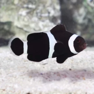 Captive-Bred Black & White Ocellaris Clownfish