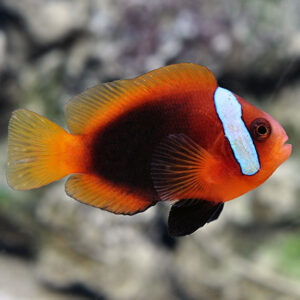 Captive-Bred Cinnamon Clownfish