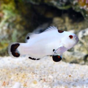 Captive-Bred Platinum Storm Clownfish