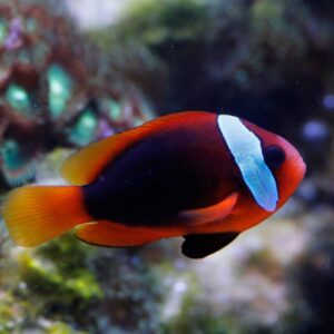 Captive-Bred Cinnamon Clownfish