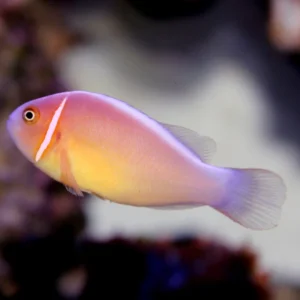 Captive-Bred Pink Skunk Clownfish