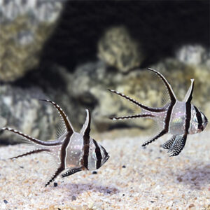 Captive-Bred Banggai Cardinal