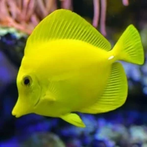 Yellow Tang